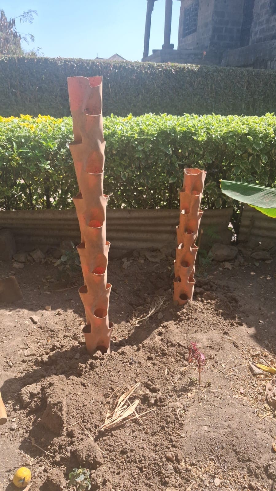 Plants growing in a recycled container