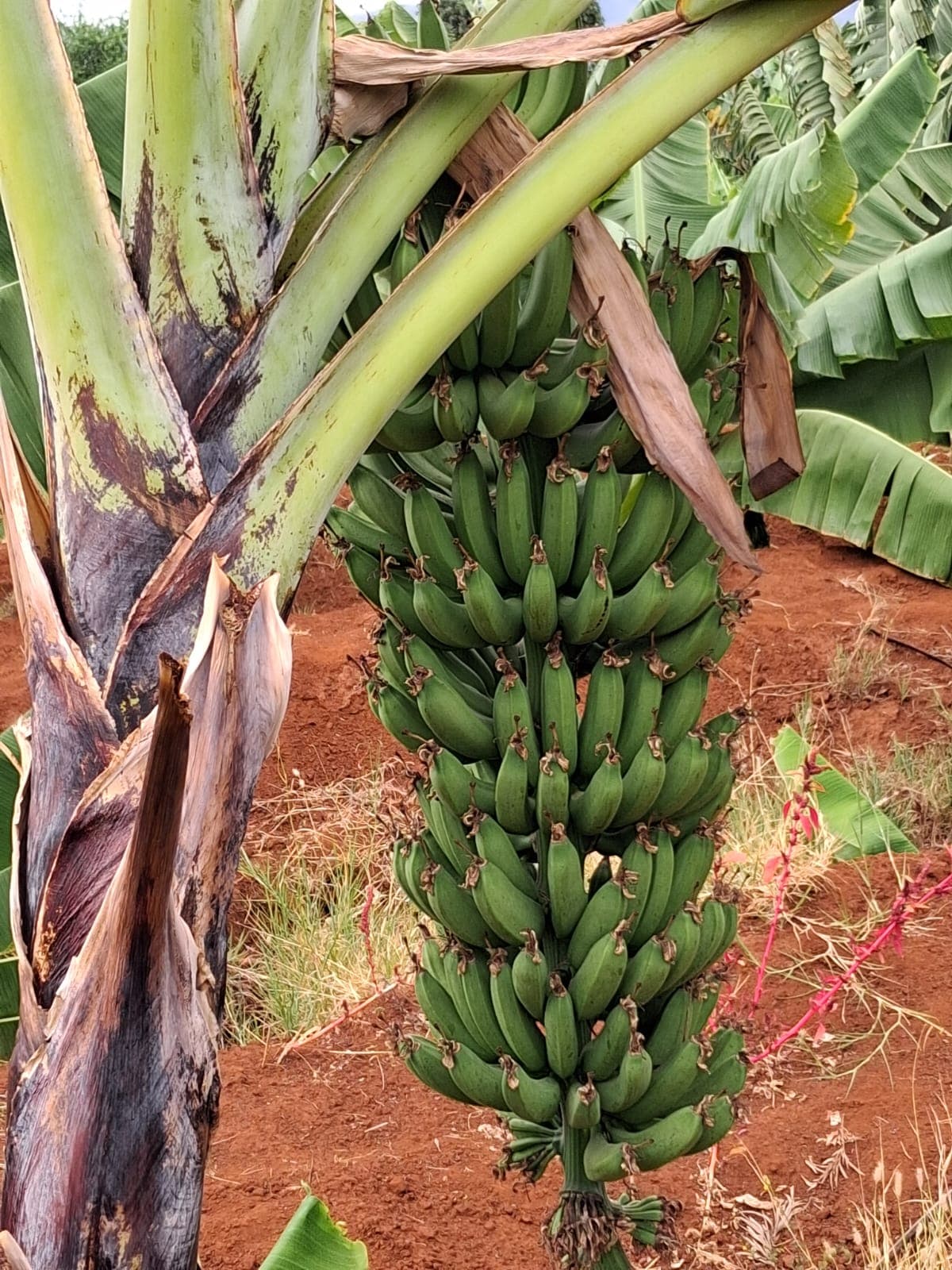 A practical activity supporting local livelihoods