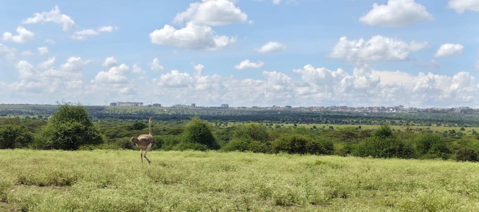 An ostrich moving through the Kajiado landscape